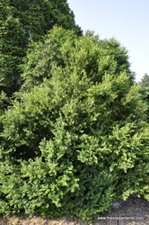 Buxus x 'Green Mountain' — photo 1